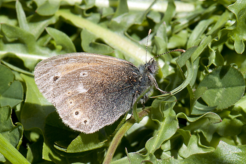 Coenonympha rhodopensis ?